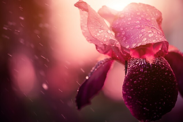 Beautiful iris flower under rain at spring sunset